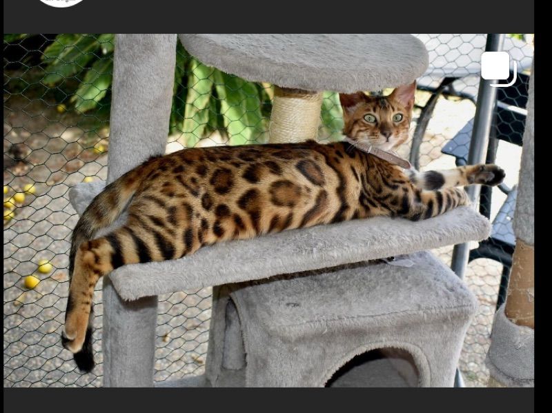 Zara – Bengal Female Cat for Breeding in California | Vaccinated