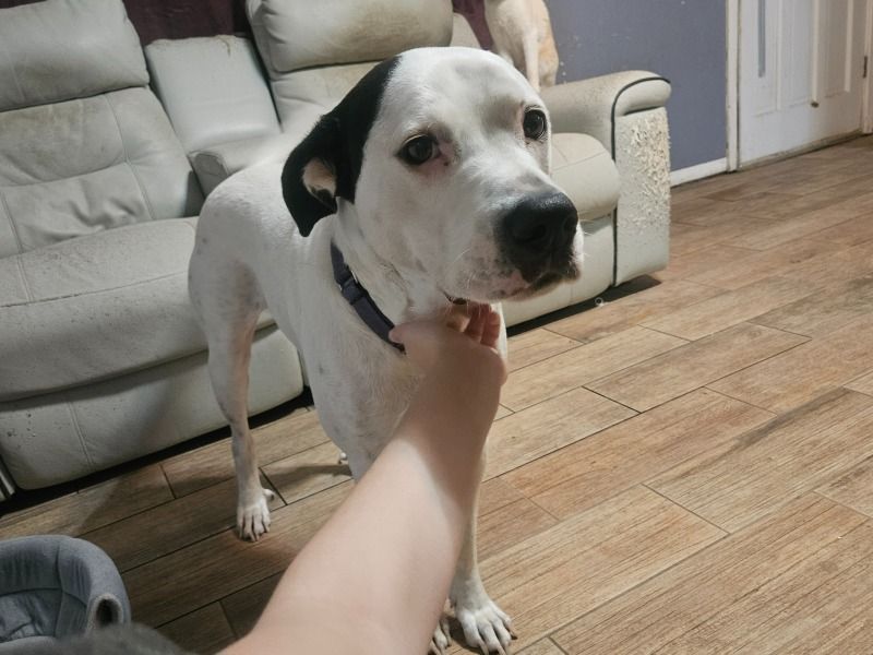 Rocket – American Staffordshire Terrier Male Dog for Adoption in Texas | Vaccinated