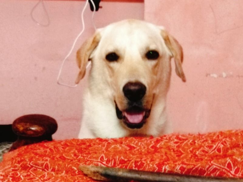 Tin – White Labrador Retriever Stud Dog for Breeding in Tamil Nadu | Vaccinated