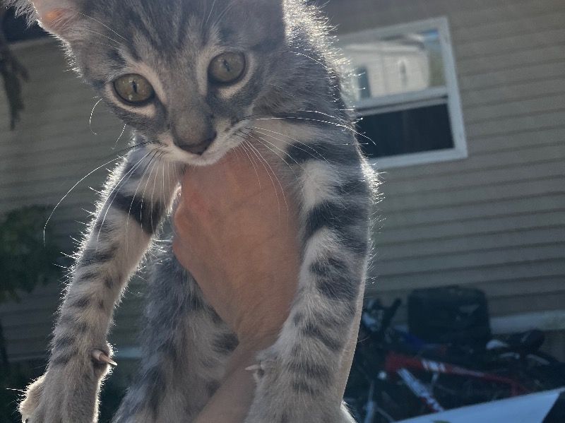 Spike – Bengal x Applehead Siamese Male Cat for Sale in Wisconsin | Vaccinated