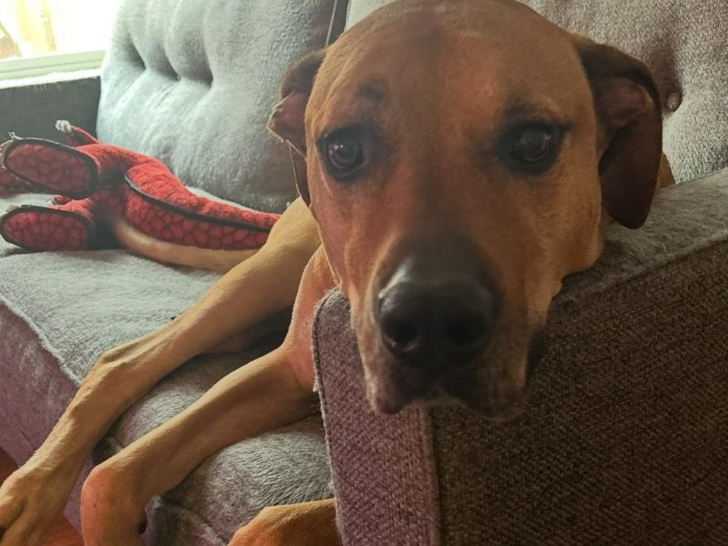 Beans – Great Dane x Boerboel Male Dog for Adoption in Washington | Vaccinated