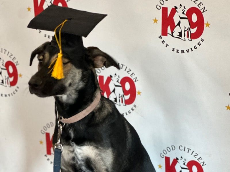Zaphira – Black German Shepherd Female Dog for Adoption in Georgia | Vaccinated