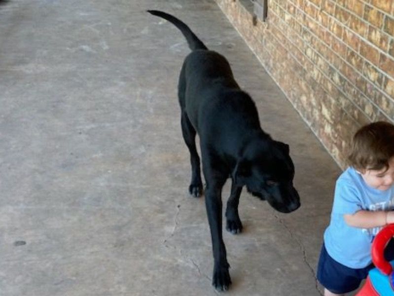 Diesel – Texas Heeler x Rottweiler Male Dog for Adoption in Texas | Vaccinated