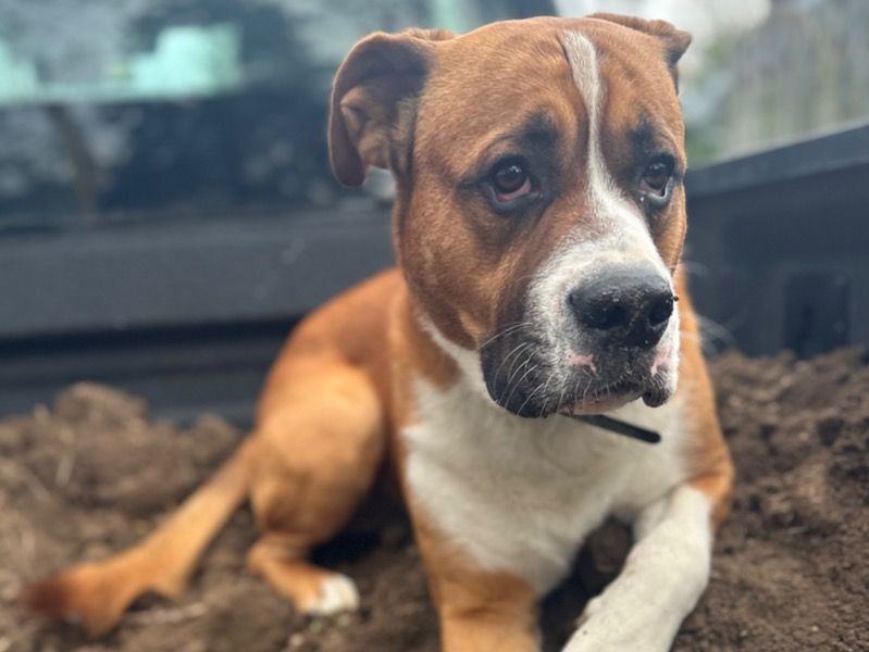 Sergio – Boxer x Saint Bernard Stud Dog for Breeding in Indiana | Vaccinated