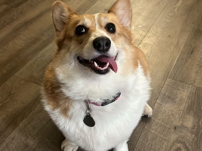 Chloe – Corgi Female Dog for Breeding in California | Vaccinated