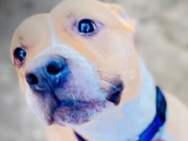 Keyma – American PitBull Terrier Female Dog for Adoption in New Jersey | Vaccinated