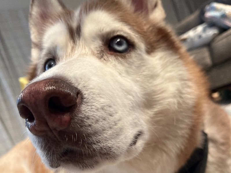 Scout – Siberian Husky Stud Dog for Breeding in Michigan | Vaccinated