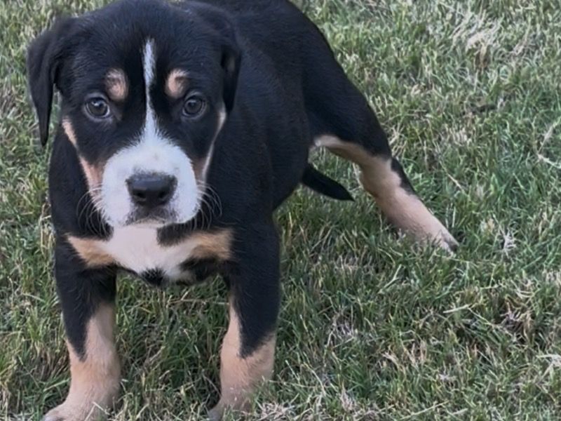 Raven – American PitBull Terrier x Rottweiler Female Dog for Sale in Georgia