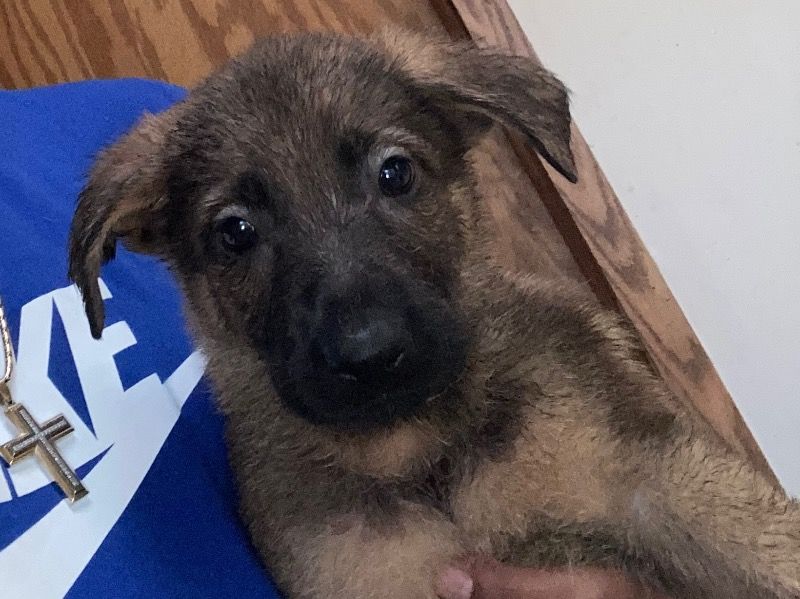Shepherd – German Shepherd Female Dog for Sale in Michigan