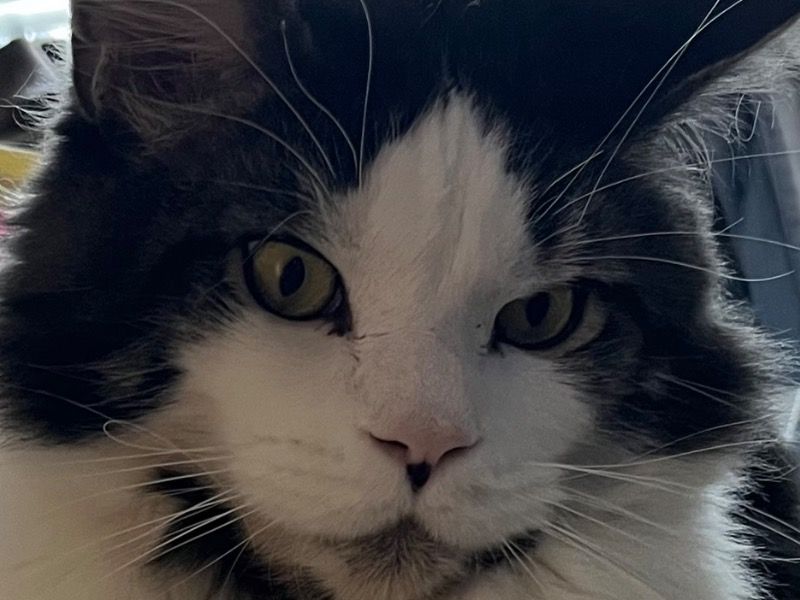 Oscar – Maine Coon Stud Cat for Breeding in Texas | Proven Stud, Vaccinated