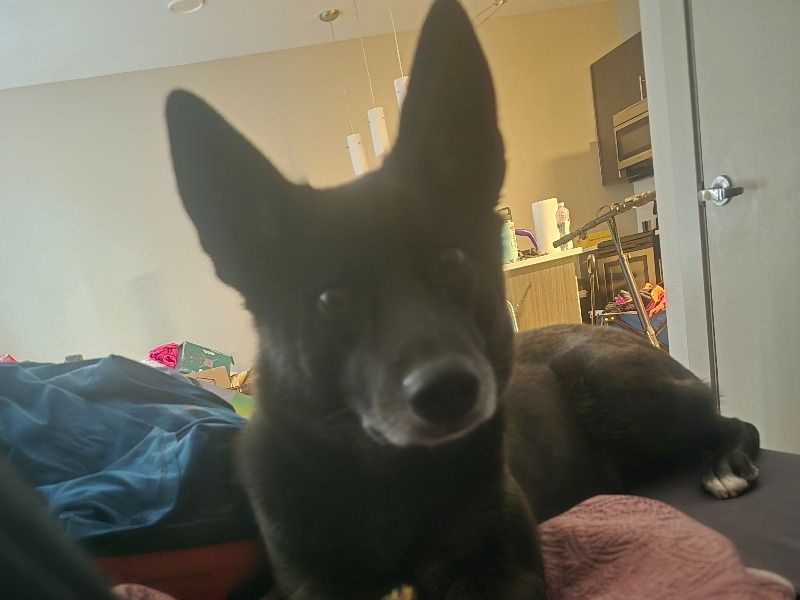 Little Paw – German Shepherd x American Eskimo Female Dog for Breeding in Colorado | Vaccinated