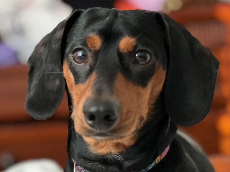 Archie – Dachshund Stud Dog for Breeding in Florida | Vaccinated