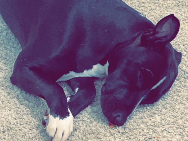 Oreo – Pit Bull Terrier Female Dog for Adoption in North Carolina