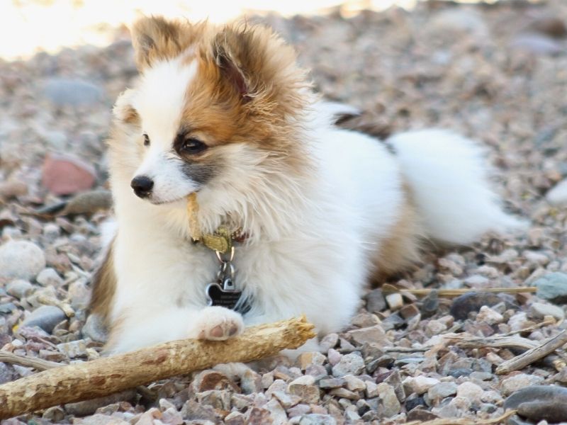 Jaja – Pomeranian Female Dog for Breeding in Arizona | Vaccinated