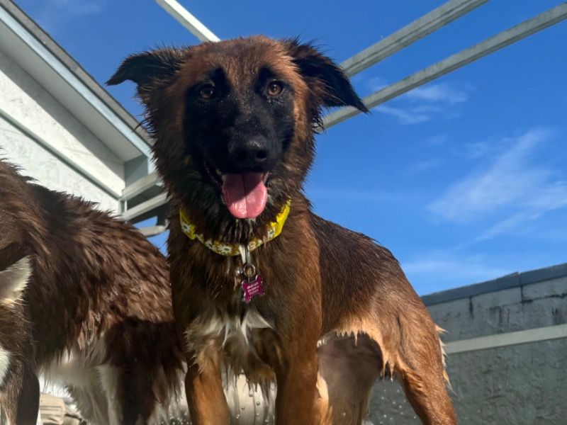 Toph – Belgian Malinois x German Shepherd Female Dog for Adoption in Florida | Vaccinated