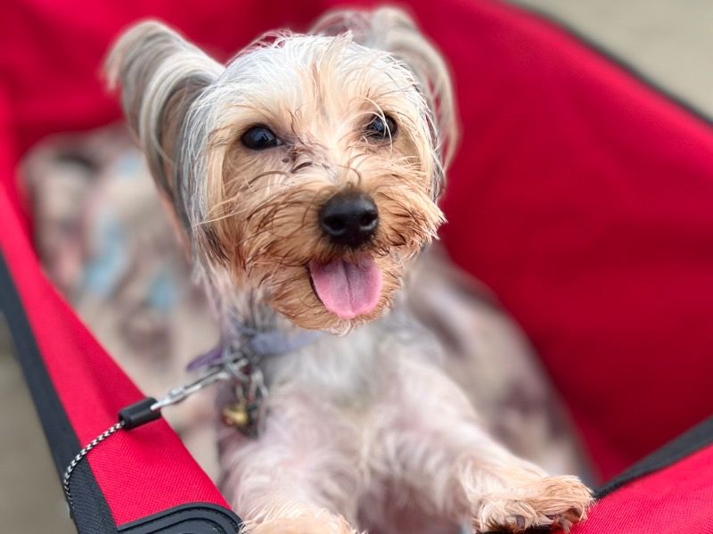 Bella – Yorkie Russell Female Dog for Breeding in Texas | Vaccinated