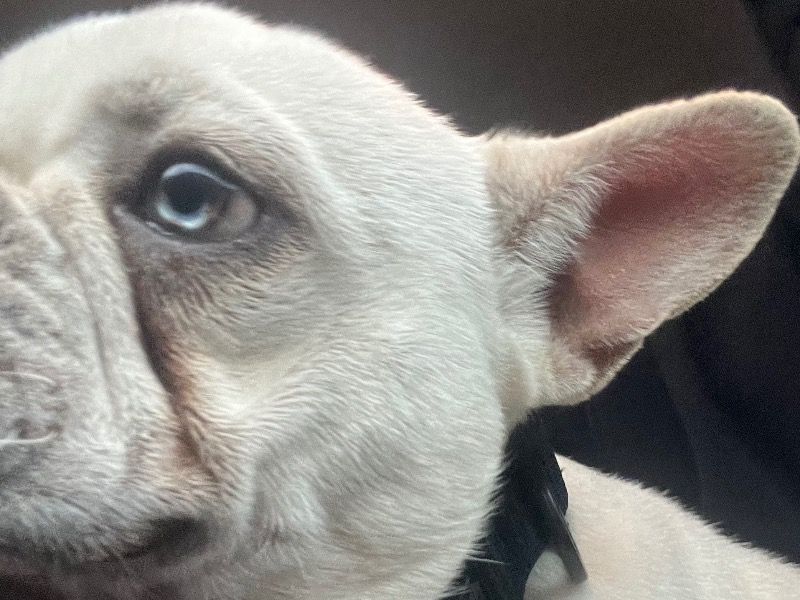 Major – French Bulldog Stud Dog for Breeding in California | Vaccinated