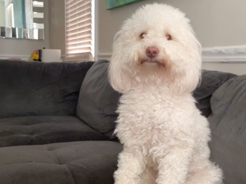 Savv – Poodle Stud Dog for Breeding in Ohio | Vaccinated