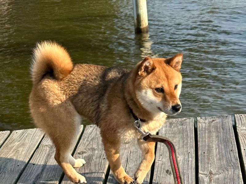 Sheba – Shiba Inu Female Dog for Breeding in Virginia | Vaccinated