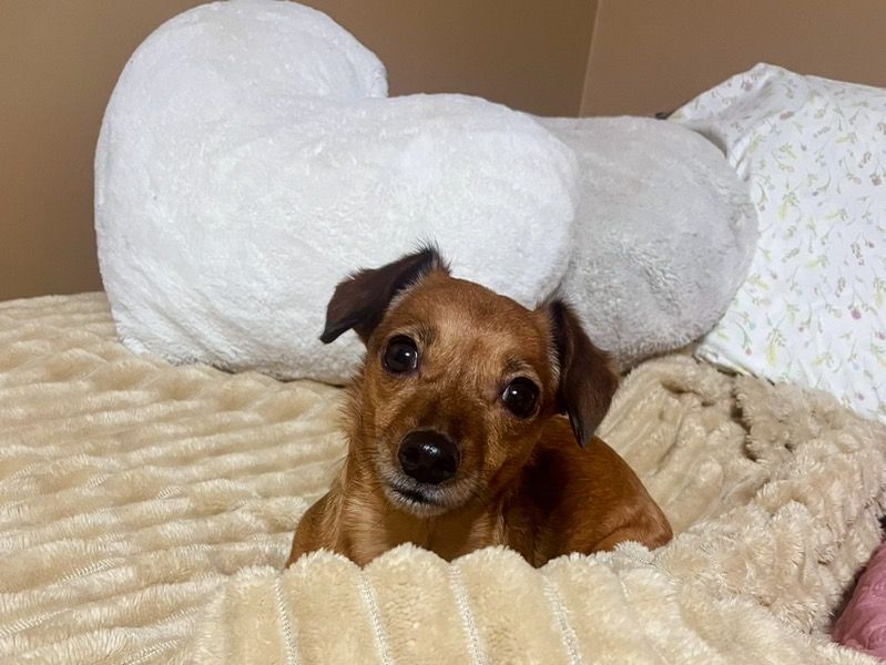 Bella – Chiweenie Female Dog for Breeding in Alabama | Vaccinated