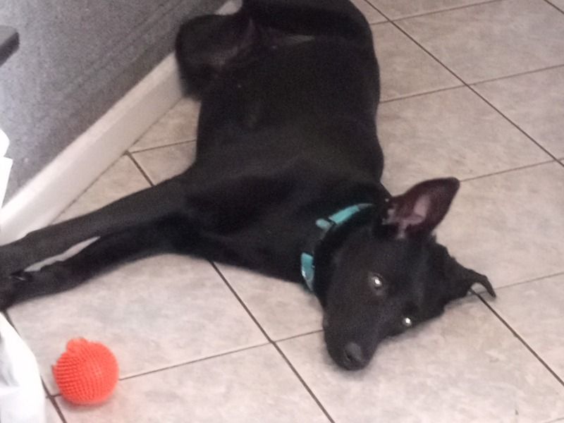 Luna – Labrador Retriever x Black German Shepherd Female Dog for Sale in Colorado | Vaccinated
