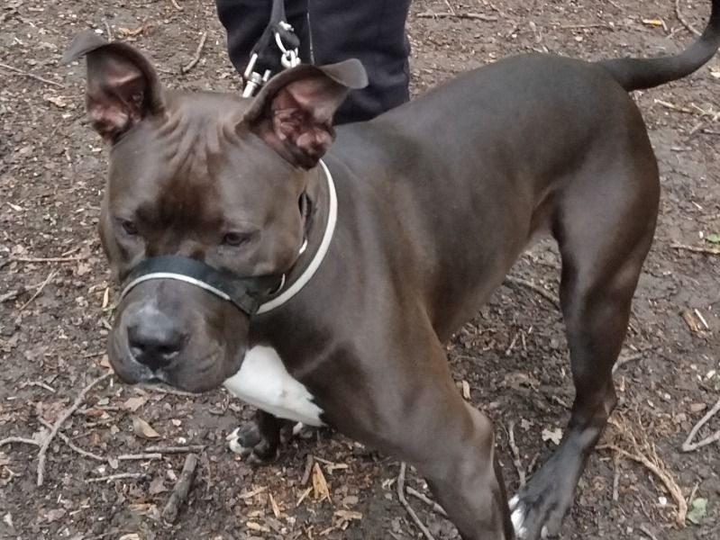 Shelby – American Bulldog x American Staffordshire Terrier Female Dog for Breeding in England | Vaccinated