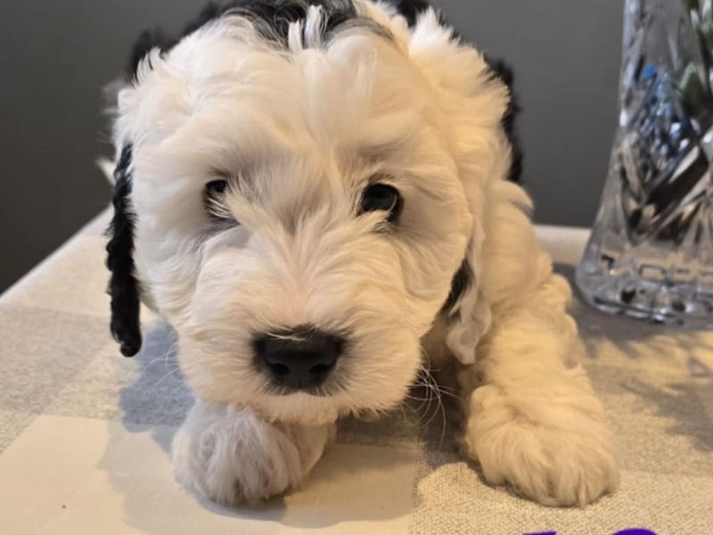 Puppy 2 – Sheepadoodle Female Dog for Sale in Wales | Vaccinated