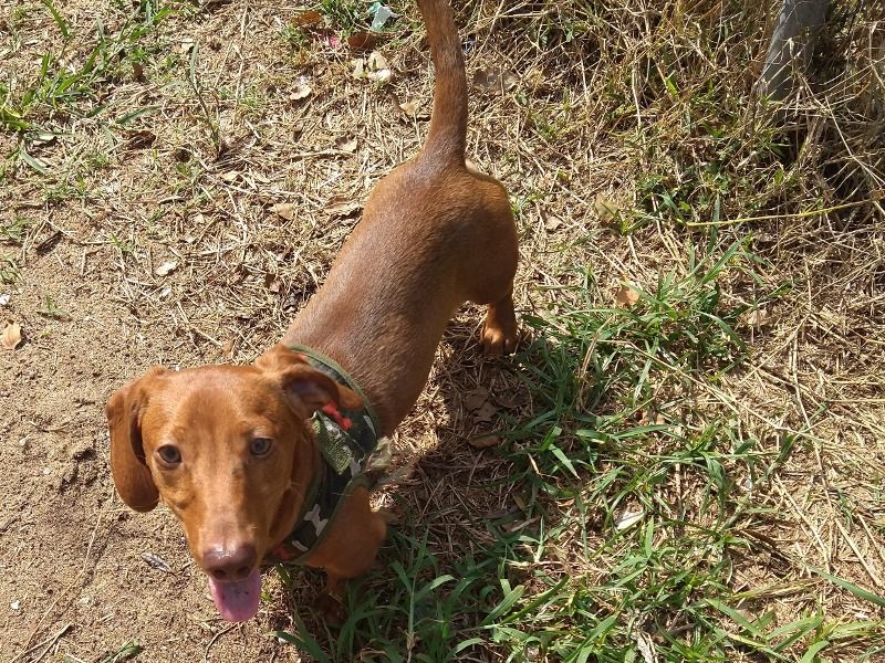 Rusty – Dachshund Male Dog for Sale in Florida | Vaccinated