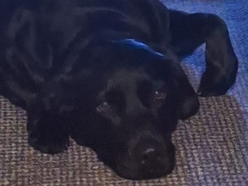 Maia – Labrador Retriever Female Dog for Breeding in England | Vaccinated