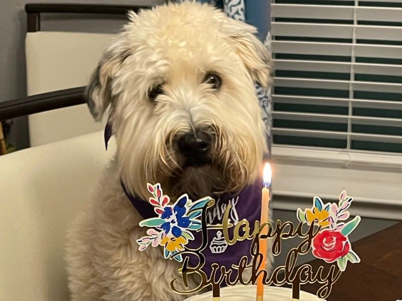 Hazel – Soft Coated Wheaten Terrier Female Dog for Breeding in Texas | Vaccinated