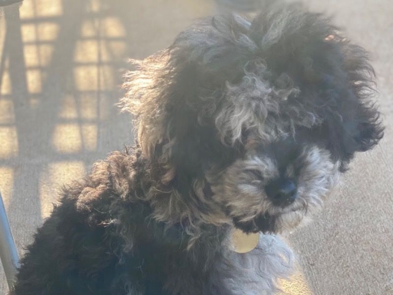 Oreo – Toy Poodle Stud Dog for Breeding in Alabama | Vaccinated