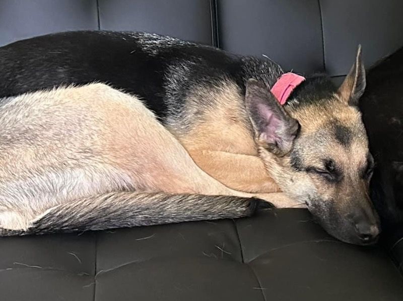 Jade – German Shepherd Female Dog for Breeding in Kentucky | Vaccinated