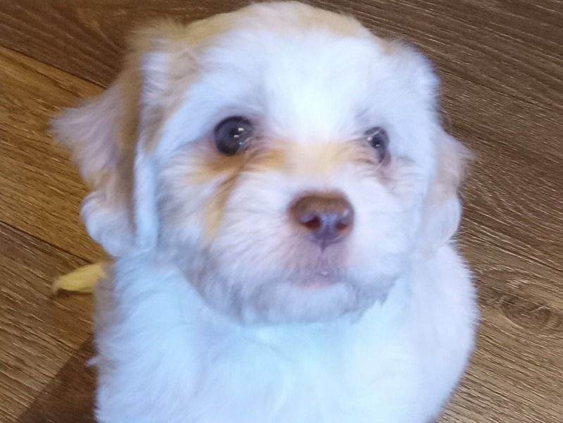 Boogie – Miniature Shih Tzu x Bichon Frise Male Dog for Sale in North Carolina | Vaccinated