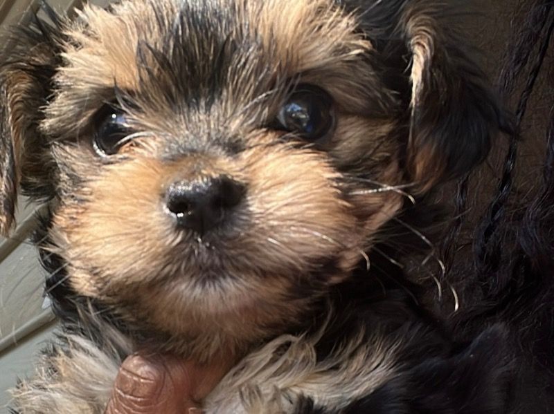 Bear – Teacup Yorkshire Terrier Male Dog for Adoption in Georgia | Vaccinated