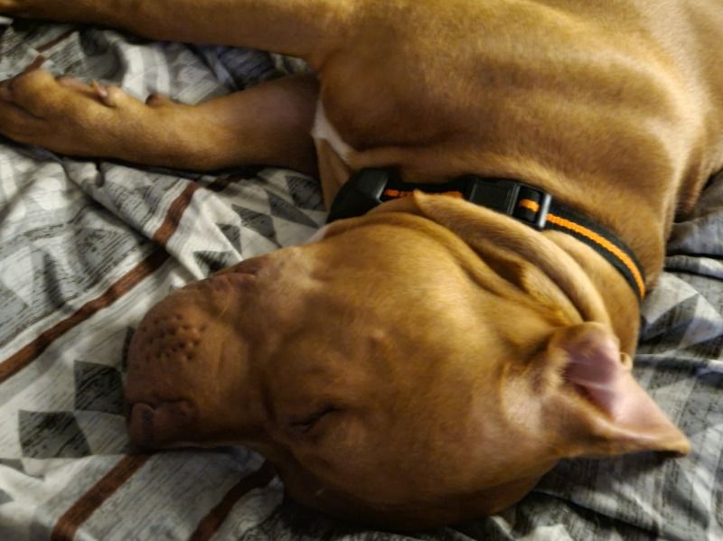 Kiko – American Staffordshire Terrier Male Dog for Adoption in Oregon
