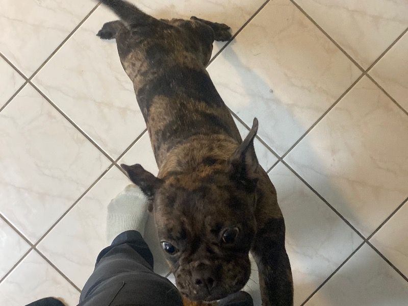 Willow – Frenchie Pug (Frug) Female Dog for Adoption in California