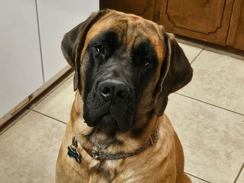 Nova – English Mastiff Female Dog for Breeding in Arkansas | Vaccinated