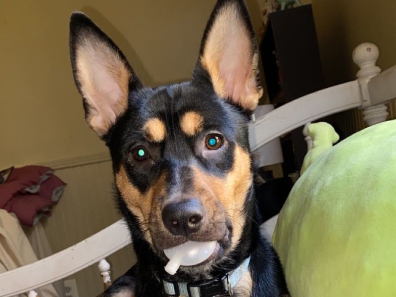Beans – Black German Shepherd x Labrador Retriever Female Dog for Adoption in Georgia
