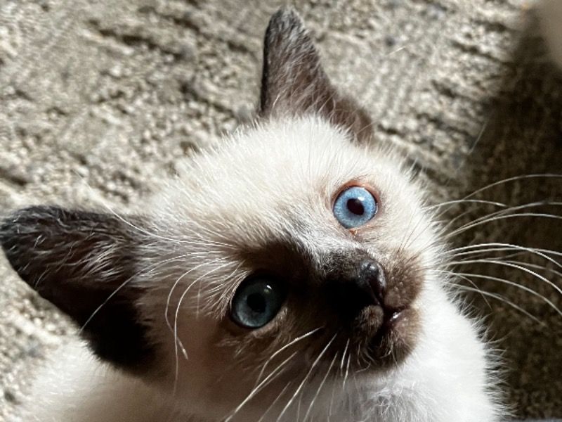 Stewie – Applehead Siamese Male Cat for Sale in Wisconsin | Vaccinated