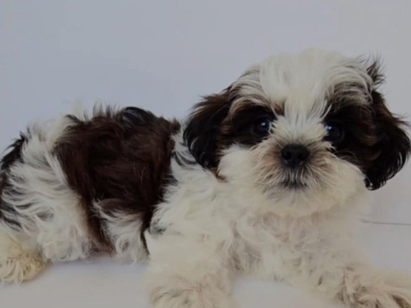 Yoshi – Maltese Shih Tzu Male Dog for Sale in Minnesota | Vaccinated