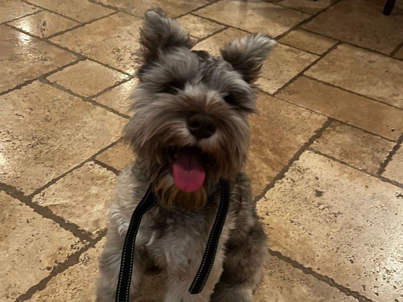 Bandit – Miniature Schnauzer Stud Dog for Breeding in Arizona | Vaccinated