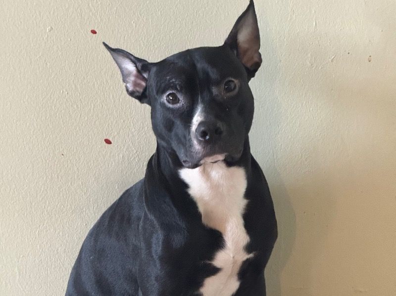 Heratio – American PitBull Terrier Male Dog for Sale in New York | Vaccinated