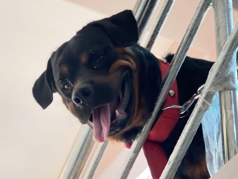 Max – Rottweiler Stud Dog for Breeding in Andhra Pradesh | Vaccinated