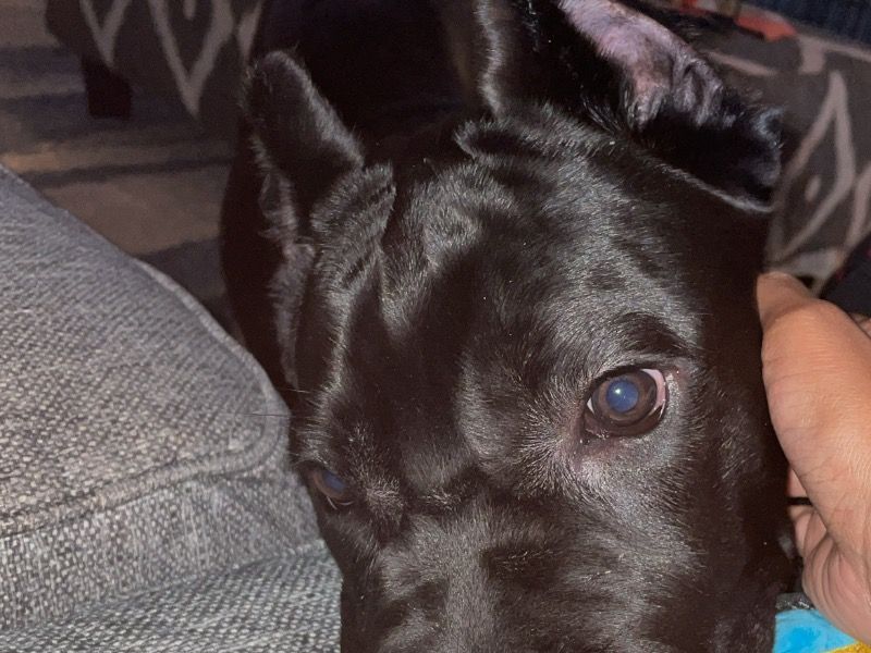Vinci – Cane Corso Male Dog for Sale in Florida | Vaccinated