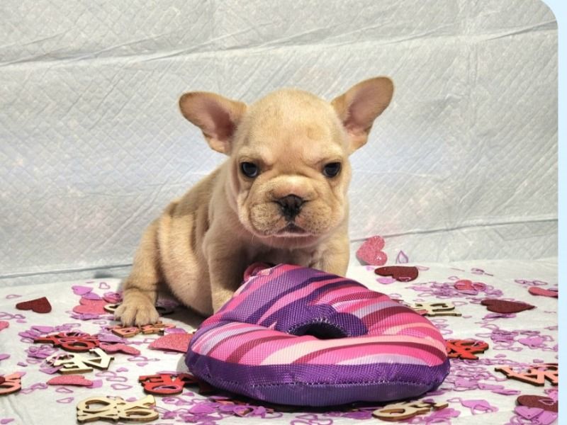 Diamond – French Bulldog Female Dog for Sale in Michigan | Vaccinated