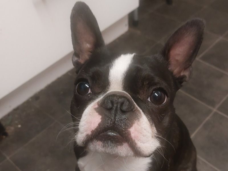 Boss – Boston Terrier Stud Dog for Breeding in England | Vaccinated