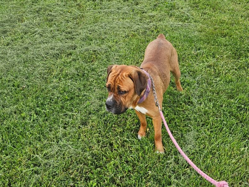 Rose – Cane Corso Female Dog for Breeding in Ohio | Vaccinated