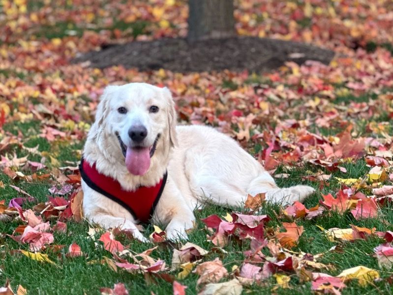 Romeo – English Golden Retriever Male Dog for Adoption in Massachusetts | Vaccinated