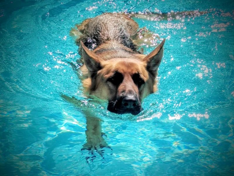 Fire – German Shepherd Male Dog for Adoption in Arizona | Vaccinated