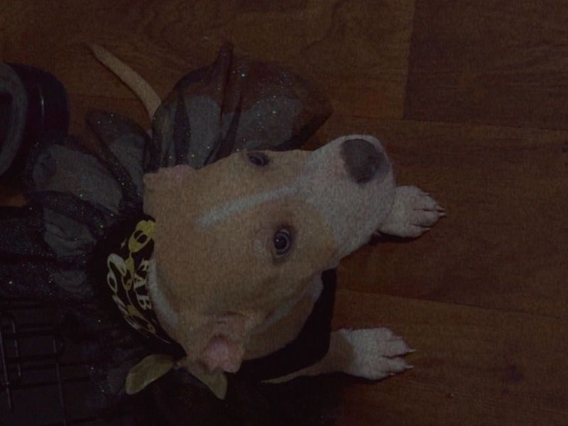 Cocoa – American PitBull Terrier x Boxer Female Dog for Adoption in Florida